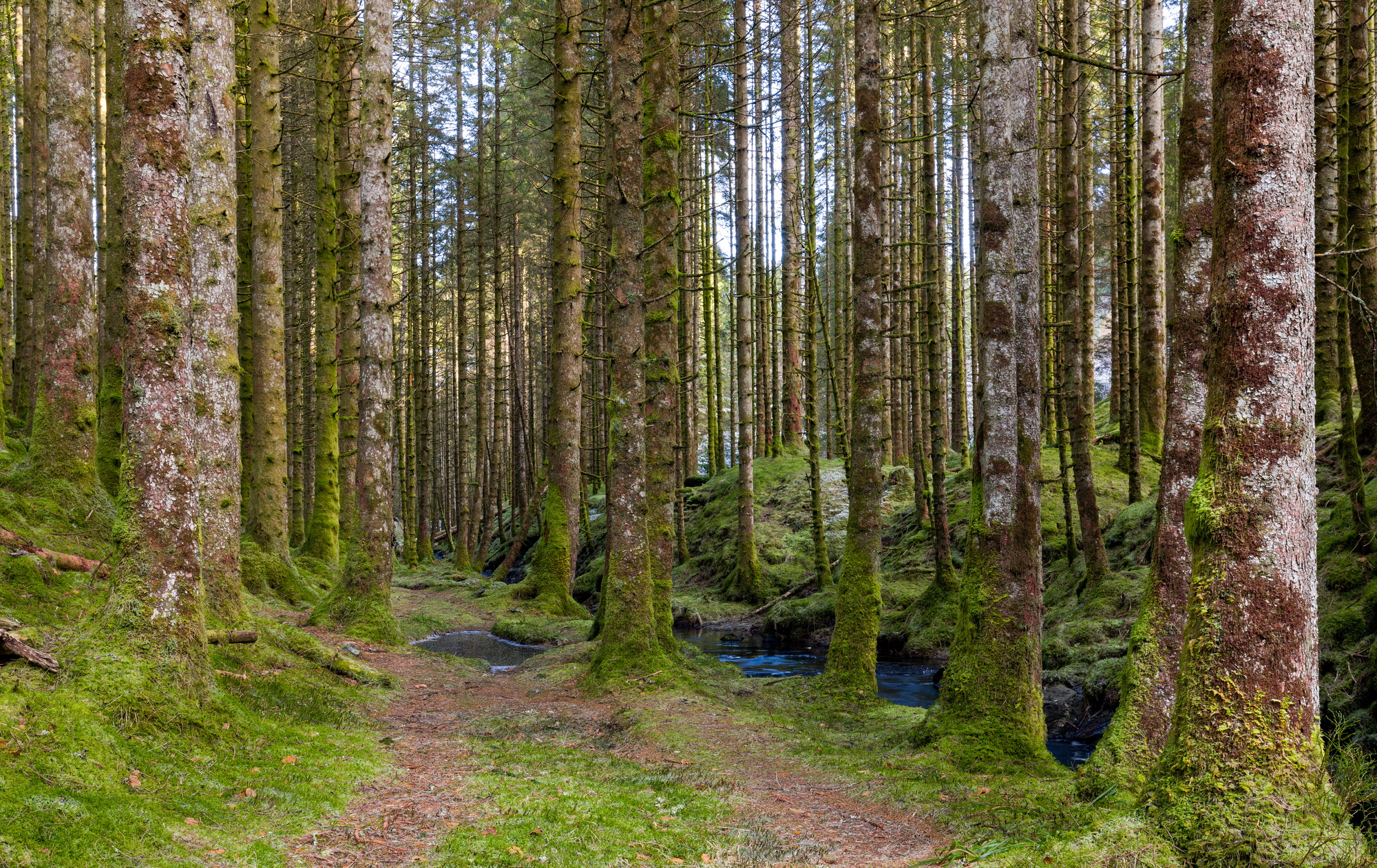 A Trail In The Forest